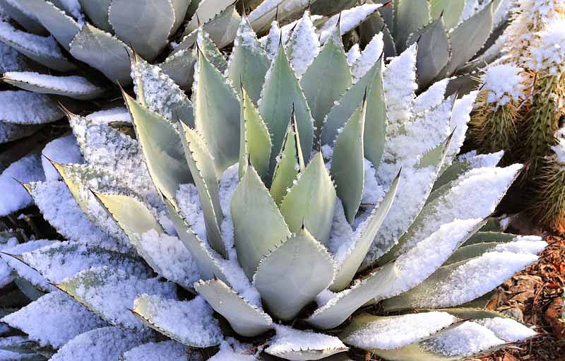 Cold-Hardy Agaves for Your Garden